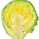 554px-Brussel_sprout