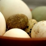 Eggs